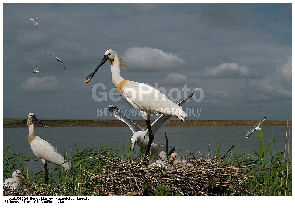 ��������, ��������, ��������, �����������, �����, �����, XYZ, ��������, Threskiornithidae, �������, ������������ �������, Platalea leucorodia, ��������, ������