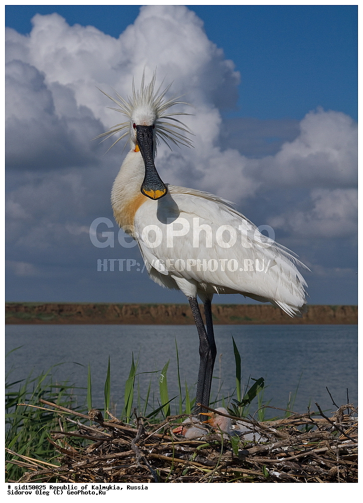��������, ��������, ��������, �����������, �����, �����, XYZ, ��������, Threskiornithidae, �������, ������������ �������, Platalea leucorodia, ��������, ������