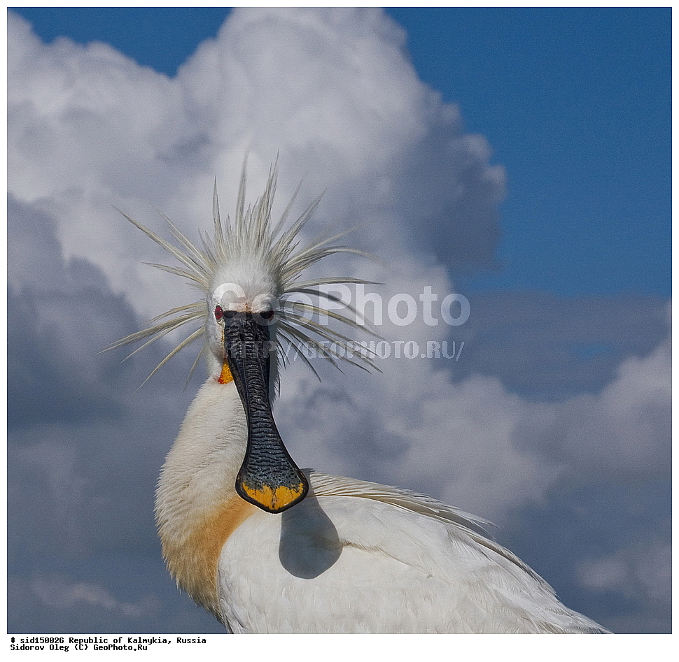 ��������, ��������, ��������, �����������, �����, �����, XYZ, ��������, Threskiornithidae, �������, ������������ �������, Platalea leucorodia, ��������, ������
