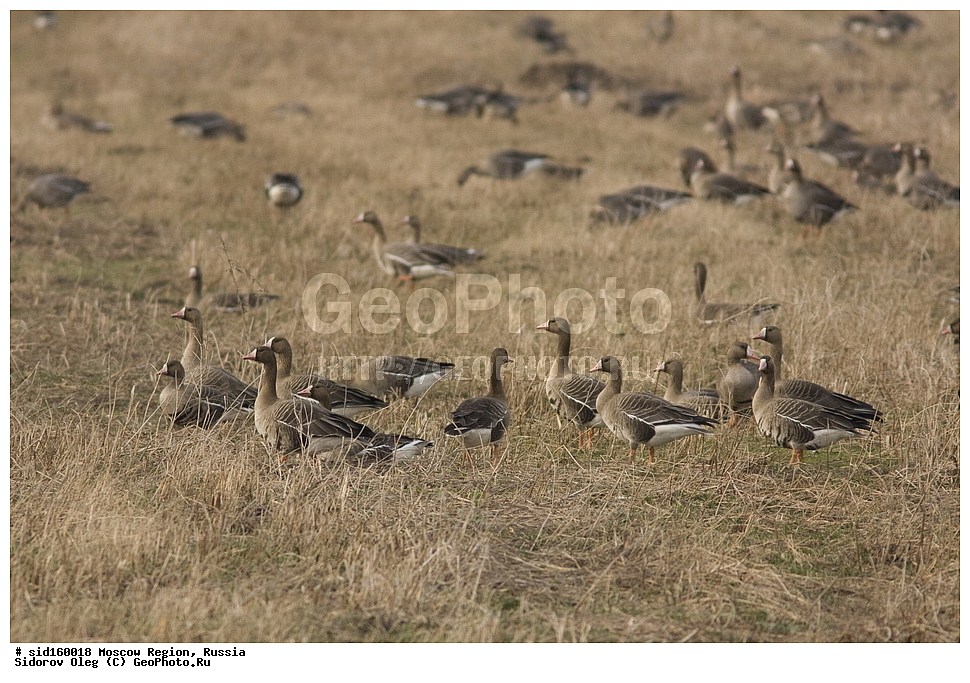 ��������, ��������, �����, �����, ��������, �����������, �����������������, ������������� �����, ������������� �����, XYZ, ������, Anatidae, ���������, ��������� ����, Anser albifrons, �����������, ���������� ���, ������