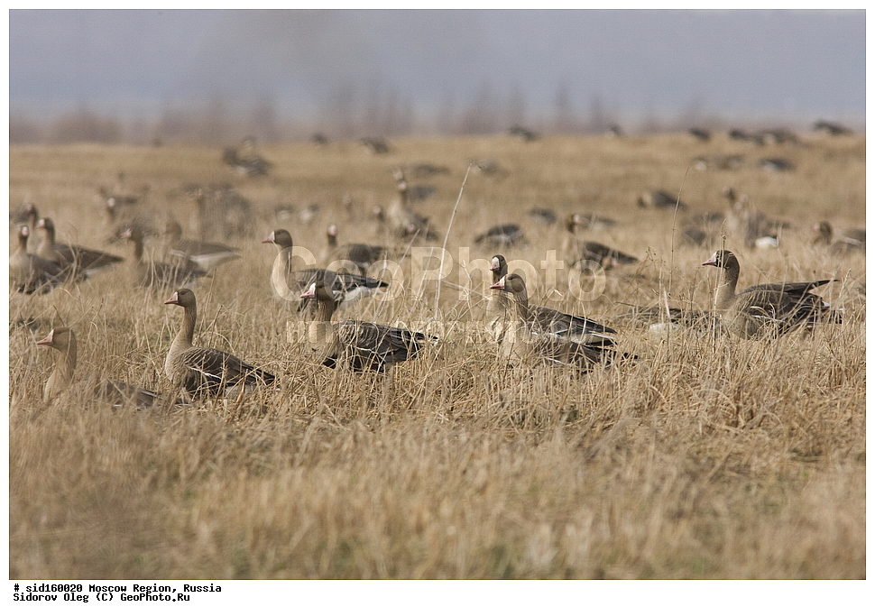 ��������, ��������, �����, �����, ��������, �����������, �����������������, ������������� �����, ������������� �����, XYZ, ������, Anatidae, ���������, ��������� ����, Anser albifrons, �����������, ���������� ���, ������