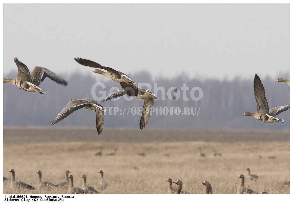 ��������, ��������, �����, �����, ��������, �����������, �����������������, ������������� �����, ������������� �����, XYZ, ������, Anatidae, ���������, ��������� ����, Anser albifrons, �����������, ���������� ���, ������