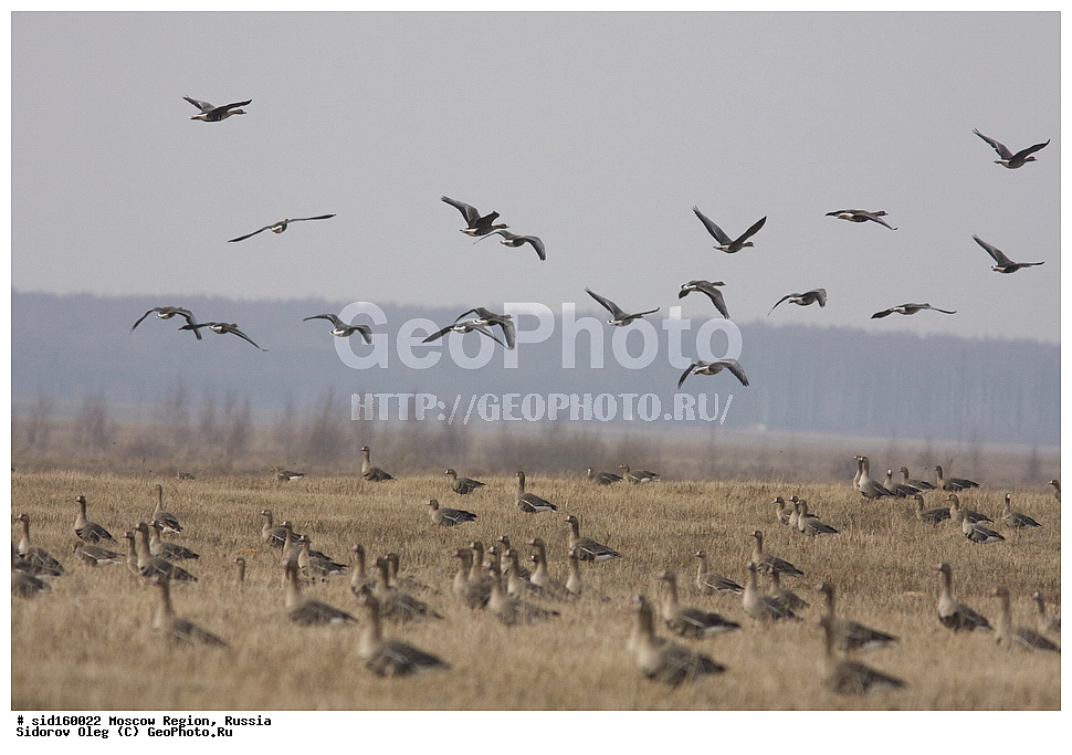 ��������, ��������, �����, �����, ��������, �����������, �����������������, ������������� �����, ������������� �����, XYZ, ������, Anatidae, ���������, ��������� ����, Anser albifrons, �����������, ���������� ���, ������