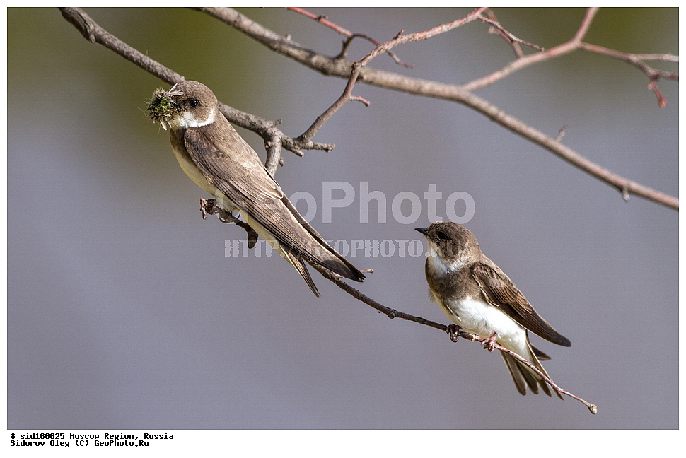 ��������, ��������, �����, �����, ��������, �����������, XYZ, �����������, Hirundinidae, ��������� ��������, �����������, ���������� ���, ������