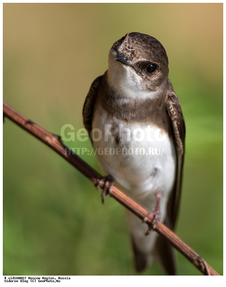 ��������, ��������, �����, �����, ��������, �����������, XYZ, �����������, Hirundinidae, ��������� ��������, �����������, ���������� ���, ������