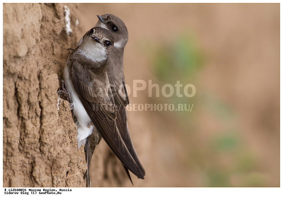 ��������, ��������, �����, �����, ��������, �����������, XYZ, �����������, Hirundinidae, ��������� ��������, �����������, ���������� ���, ������