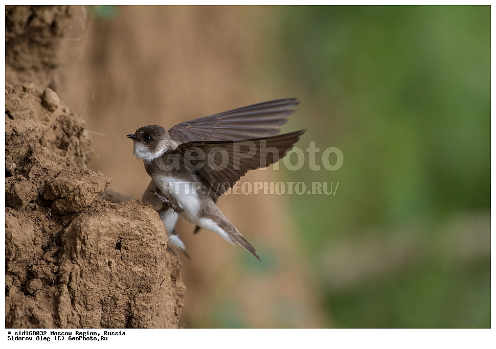 ��������, ��������, �����, �����, ��������, �����������, XYZ, �����������, Hirundinidae, ��������� ��������, �����������, ���������� ���, ������