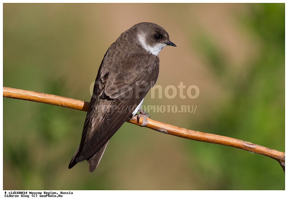 ��������, ��������, �����, �����, ��������, �����������, XYZ, �����������, Hirundinidae, ��������� ��������, �����������, ���������� ���, ������