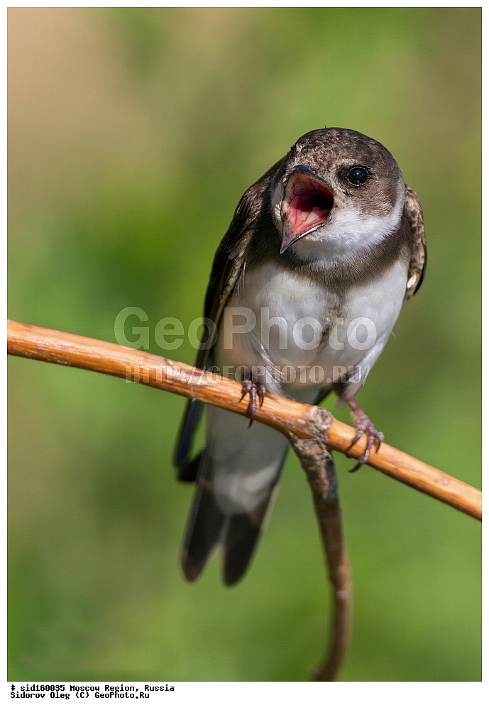 ��������, ��������, �����, �����, ��������, �����������, XYZ, �����������, Hirundinidae, ��������� ��������, �����������, ���������� ���, ������