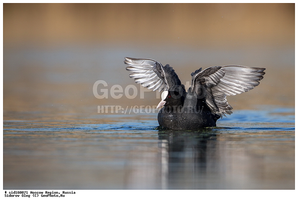 ��������, ��������, ��������, �����������, �����, �����, XYZ, �����������, Rallidae, ������, �����, Fulica atra, �����������, ���������� ���, ������