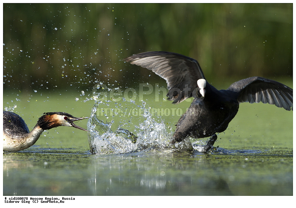 ��������, ��������, ��������, �����������, �����, �����, XYZ, �����������, Rallidae, ������, �����, Fulica atra, �����������, ���������� ���, ������