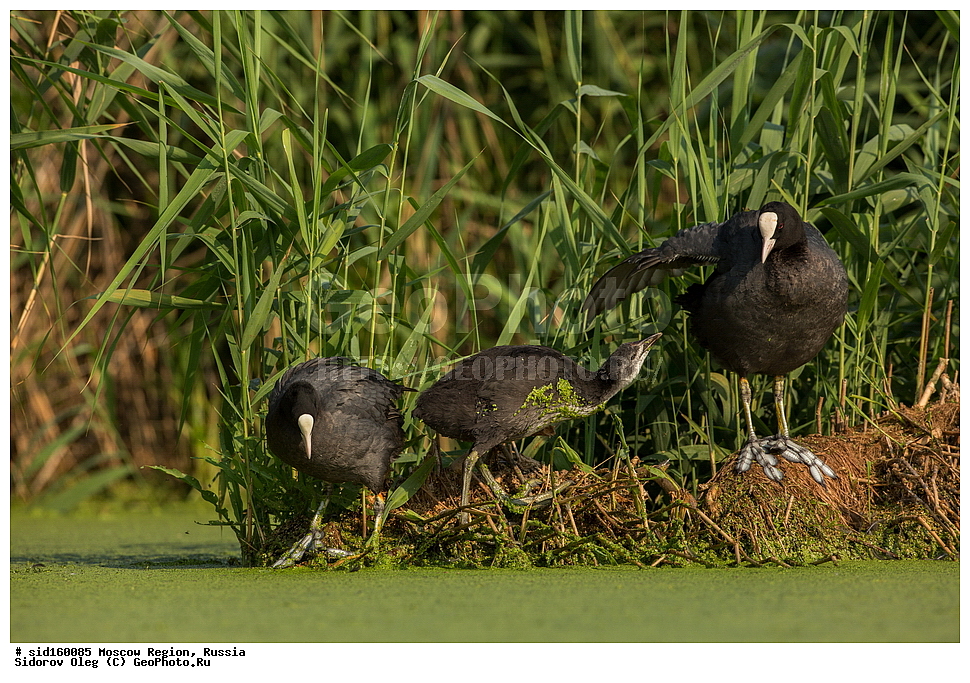 ��������, ��������, ��������, �����������, �����, �����, XYZ, �����������, Rallidae, ������, �����, Fulica atra, �����������, ���������� ���, ������