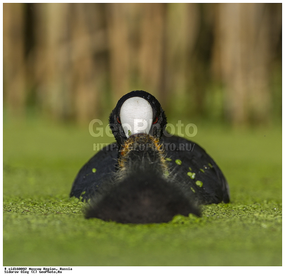 ��������, ��������, ��������, �����������, �����, �����, XYZ, �����������, Rallidae, ������, �����, Fulica atra, �����������, ���������� ���, ������