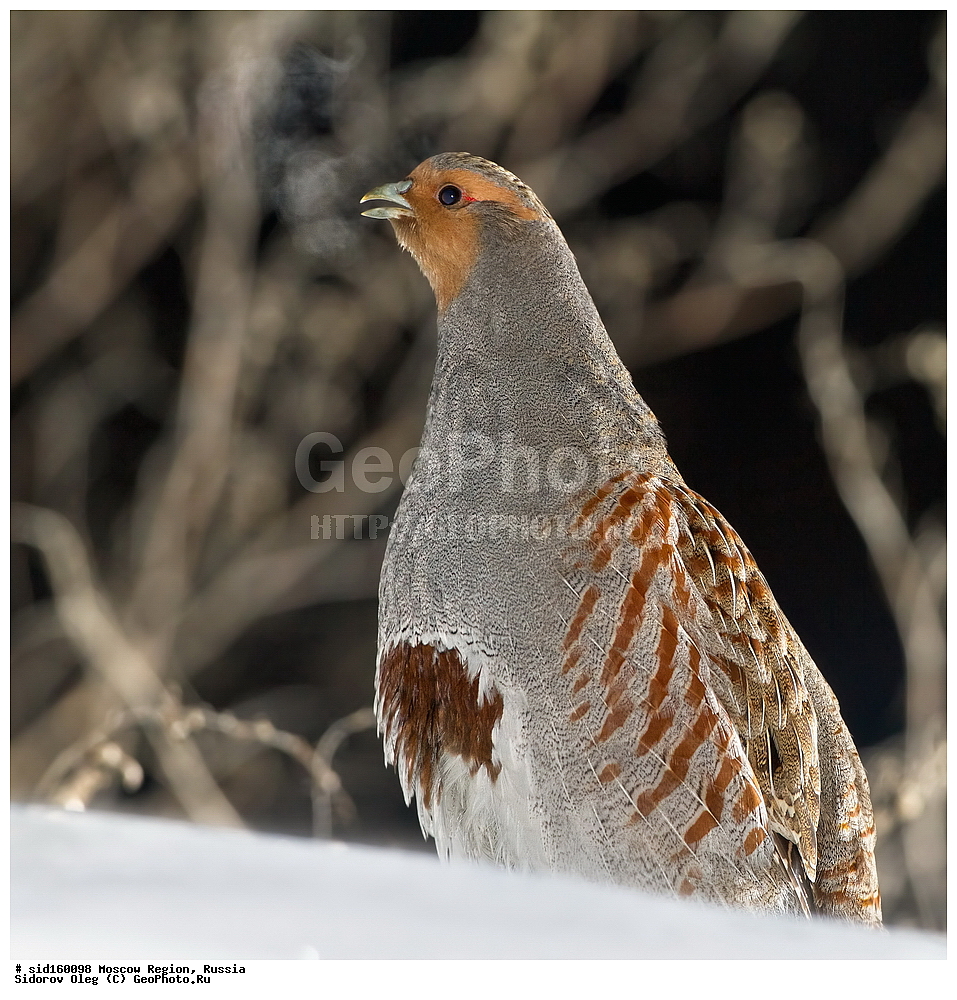 ��������, ��������, ��������, �����������, �����, �����, XYZ, ���������, Phasianidae, ����� ���������, Perdix perdix, �����������, ���������� ���, ������