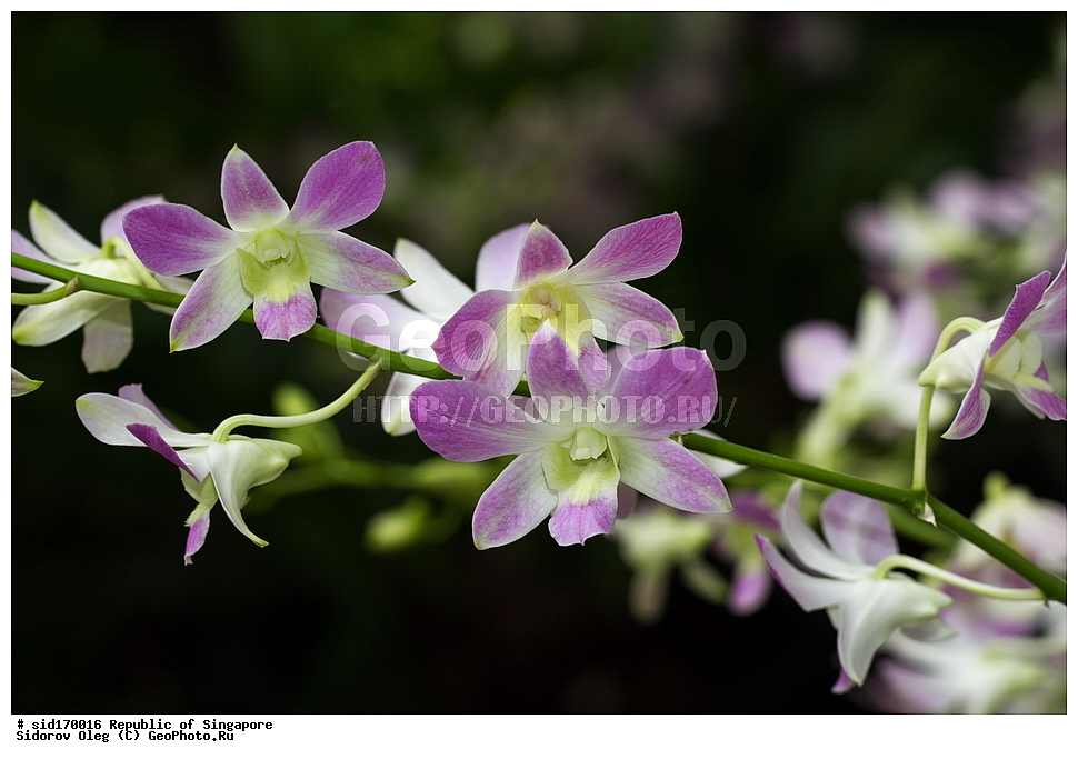 ���������� ��������, ��������, �����, ������ ��������, ���������� ��������, ������� ��������, ������� ��������, ������, �����, ��������, ������������, �������, Orchidaceae