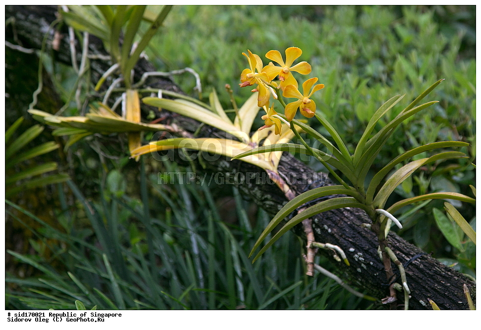 ���������� ��������, ��������, �����, ������ ��������, ���������� ��������, ������� ��������, ������� ��������, ������, �����, ��������, ������������, �������, Orchidaceae