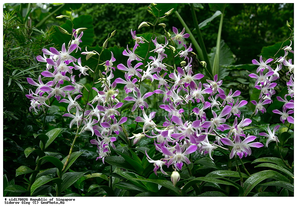 ���������� ��������, ��������, �����, ������ ��������, ���������� ��������, ������� ��������, ������� ��������, ������, �����, ��������, ������������, �������, Orchidaceae
