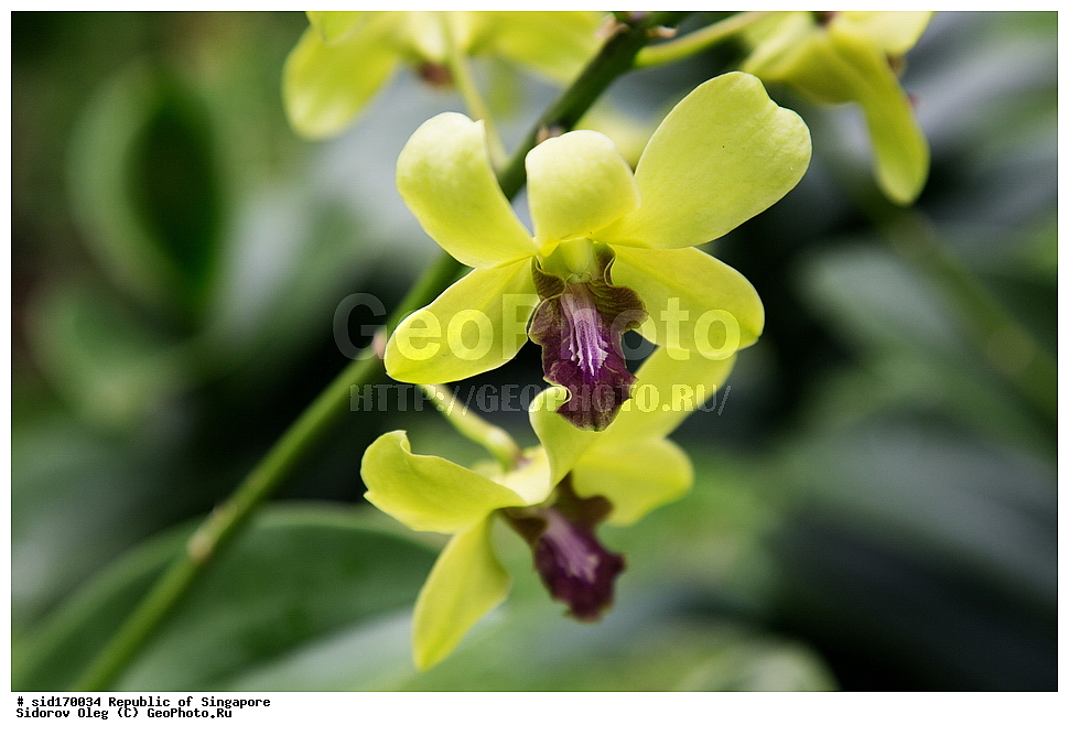 ���������� ��������, ��������, �����, ������ ��������, ���������� ��������, ������� ��������, ������� ��������, ������, �����, ��������, ������������, �������, Orchidaceae