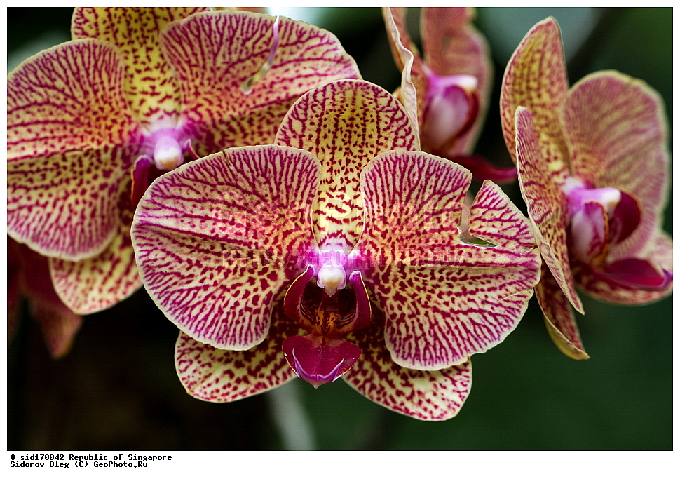 ���������� ��������, ��������, �����, ������ ��������, ���������� ��������, ������� ��������, ������� ��������, ������, �����, ��������, ������������, �������, Orchidaceae