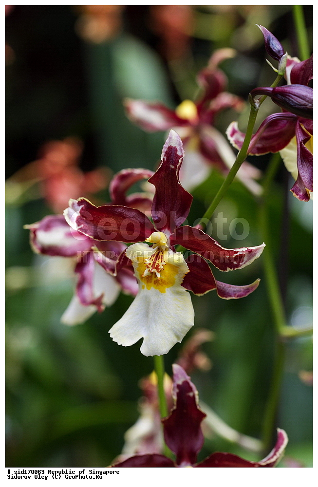 ���������� ��������, ��������, �����, ������ ��������, ���������� ��������, ������� ��������, ������� ��������, ������, �����, ��������, ������������, �������, Orchidaceae