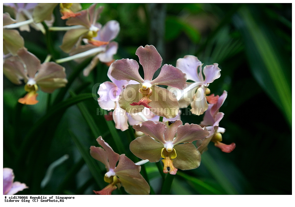 ���������� ��������, ��������, �����, ������ ��������, ���������� ��������, ������� ��������, ������� ��������, ������, �����, ��������, ������������, �������, Orchidaceae