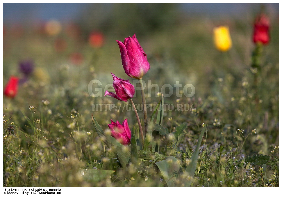  ���������� ������ �����, ��������, ���������� ��������, ������, ������ ��������, �����, ��������, ���������� ��������, ������������ ��������, ������������ ��������, ������, �����, ��������, Liliaceae, ������� �������, ������� ��������, ������� ������, Tulipa gesneriana, Tulipa schrenkii, Tulipa suaveolens, Tulipa gesneriana var. minor, Tulipa gesneriana ssp. schrenkii, XYZ