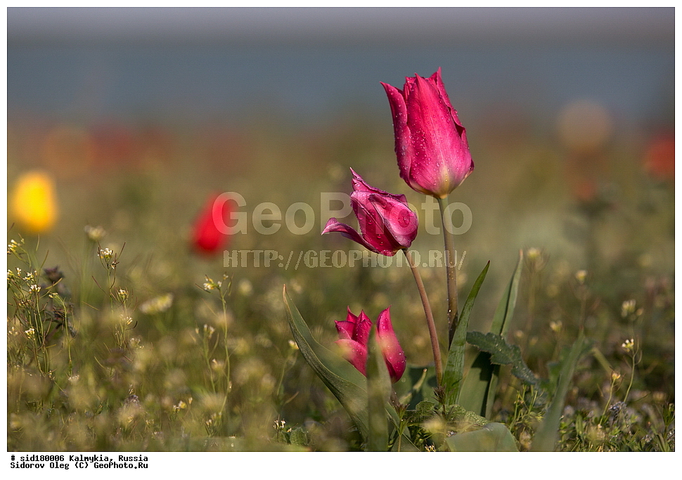  ���������� ������ �����, ��������, ���������� ��������, ������, ������ ��������, �����, ��������, ���������� ��������, ������������ ��������, ������������ ��������, ������, �����, ��������, Liliaceae, ������� �������, ������� ��������, ������� ������, Tulipa gesneriana, Tulipa schrenkii, Tulipa suaveolens, Tulipa gesneriana var. minor, Tulipa gesneriana ssp. schrenkii, XYZ