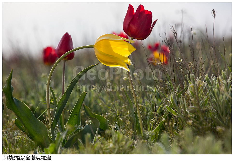  ���������� ������ �����, ��������, ���������� ��������, ������, ������ ��������, �����, ��������, ���������� ��������, ������������ ��������, ������������ ��������, ������, �����, ��������, Liliaceae, ������� �������, ������� ��������, ������� ������, Tulipa gesneriana, Tulipa schrenkii, Tulipa suaveolens, Tulipa gesneriana var. minor, Tulipa gesneriana ssp. schrenkii, XYZ