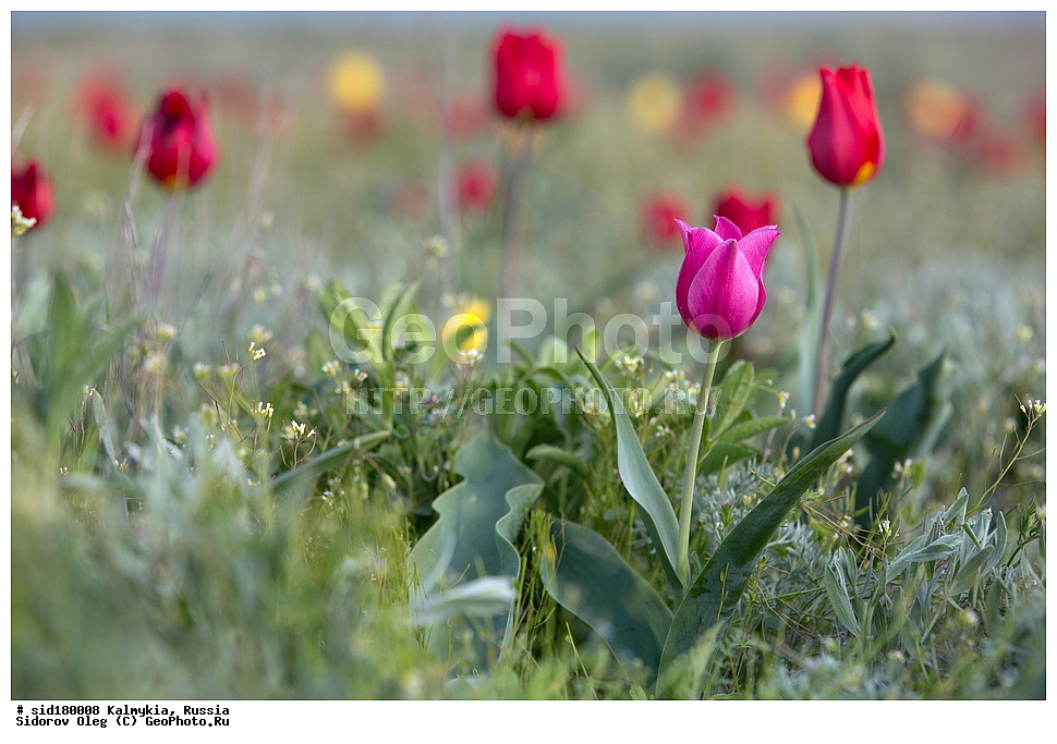  ���������� ������ �����, ��������, ���������� ��������, ������, ������ ��������, �����, ��������, ���������� ��������, ������������ ��������, ������������ ��������, ������, �����, ��������, Liliaceae, ������� �������, ������� ��������, ������� ������, Tulipa gesneriana, Tulipa schrenkii, Tulipa suaveolens, Tulipa gesneriana var. minor, Tulipa gesneriana ssp. schrenkii, XYZ