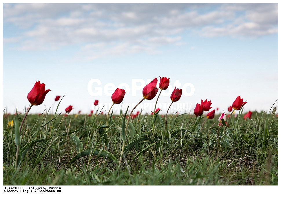  ���������� ������ �����, ��������, ���������� ��������, ������, ������ ��������, �����, ��������, ���������� ��������, ������������ ��������, ������������ ��������, ������, �����, ��������, Liliaceae, ������� �������, ������� ��������, ������� ������, Tulipa gesneriana, Tulipa schrenkii, Tulipa suaveolens, Tulipa gesneriana var. minor, Tulipa gesneriana ssp. schrenkii, XYZ