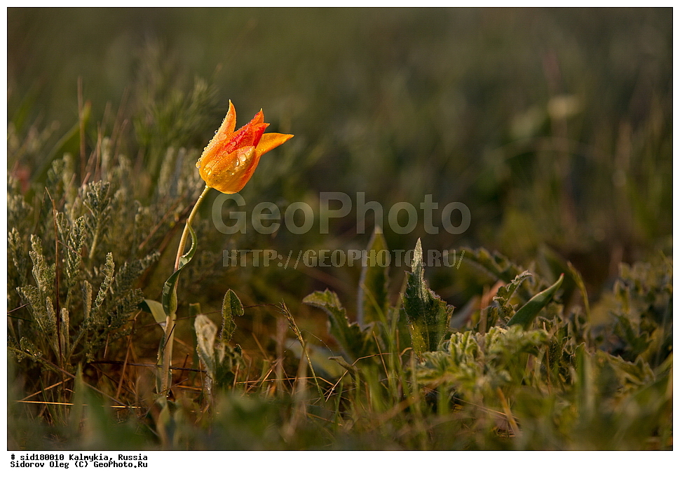  ���������� ������ �����, ��������, ���������� ��������, ������, ������ ��������, �����, ��������, ���������� ��������, ������������ ��������, ������������ ��������, ������, �����, ��������, Liliaceae, ������� �������, ������� ��������, ������� ������, Tulipa gesneriana, Tulipa schrenkii, Tulipa suaveolens, Tulipa gesneriana var. minor, Tulipa gesneriana ssp. schrenkii, XYZ