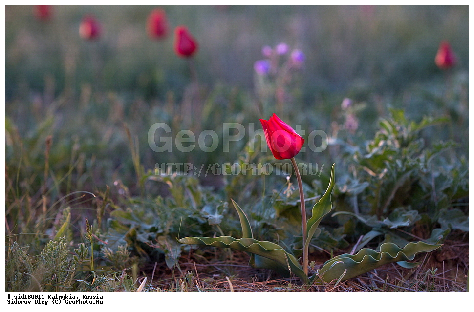  ���������� ������ �����, ��������, ���������� ��������, ������, ������ ��������, �����, ��������, ���������� ��������, ������������ ��������, ������������ ��������, ������, �����, ��������, Liliaceae, ������� �������, ������� ��������, ������� ������, Tulipa gesneriana, Tulipa schrenkii, Tulipa suaveolens, Tulipa gesneriana var. minor, Tulipa gesneriana ssp. schrenkii, XYZ