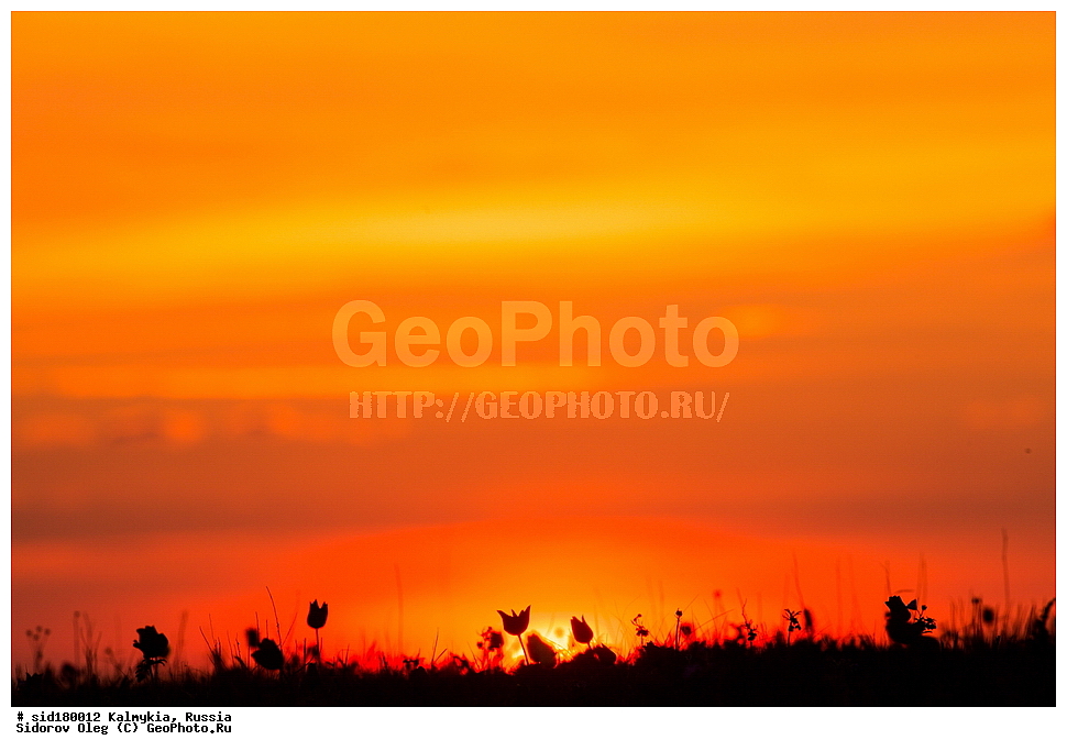  ���������� ������ �����, ��������, ���������� ��������, ������, ������ ��������, �����, ��������, ���������� ��������, ������������ ��������, ������������ ��������, ������, �����, ��������, Liliaceae, ������� �������, ������� ��������, ������� ������, Tulipa gesneriana, Tulipa schrenkii, Tulipa suaveolens, Tulipa gesneriana var. minor, Tulipa gesneriana ssp. schrenkii, XYZ