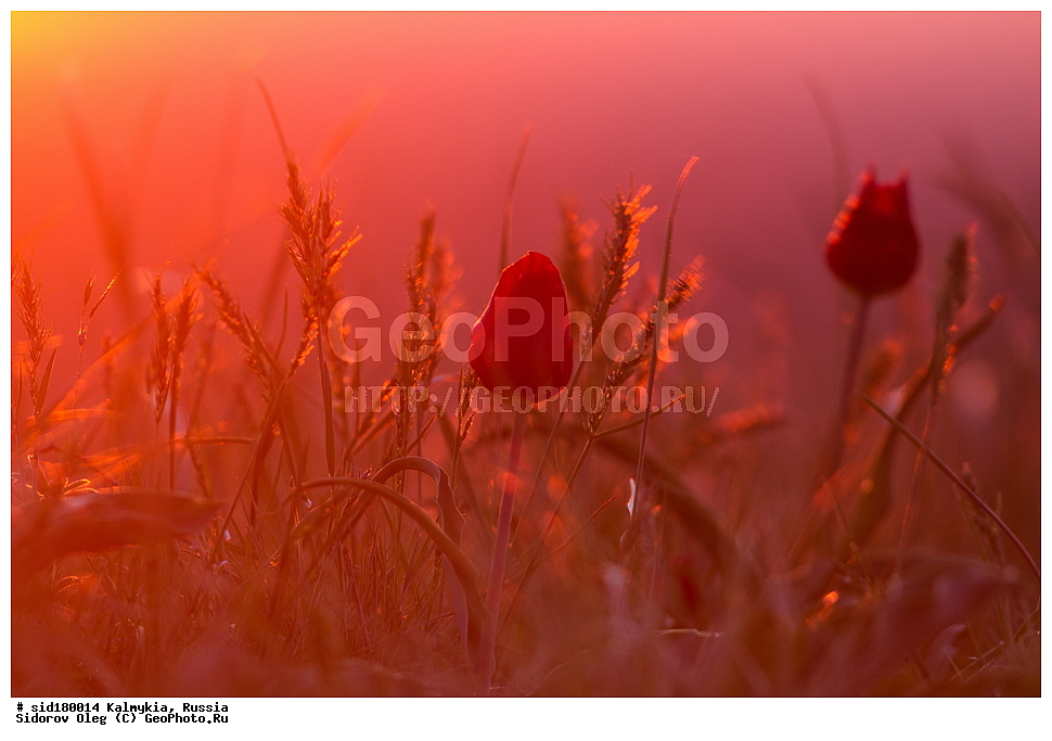  ���������� ������ �����, ��������, ���������� ��������, ������, ������ ��������, �����, ��������, ���������� ��������, ������������ ��������, ������������ ��������, ������, �����, ��������, Liliaceae, ������� �������, ������� ��������, ������� ������, Tulipa gesneriana, Tulipa schrenkii, Tulipa suaveolens, Tulipa gesneriana var. minor, Tulipa gesneriana ssp. schrenkii, XYZ