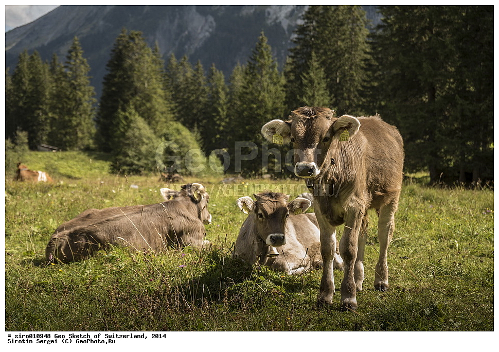 ���������, ������, �����, ���, �����, ����, �������