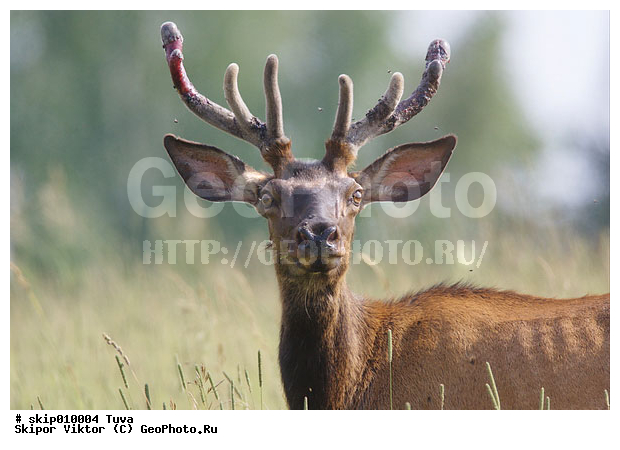 ��������, ��������, �����, �������������, �������� ����, �����, ����, ����, ������, ��������, ��������, �������������, �������������, �����, �����, XYZ, ��������, ������, Cervidae, Cervus elaphus, Cervus canadensis, ����������� �����, �����, ��������� �����, Cervus elaphus sibirica, Cervus elaphus sibiricus, Cervus canadensis sibiricus