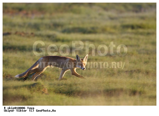 ��������, ������, ������ , �������������, ����, ������, ��������, ��������, �������������, �������������, �����, �����, �������, ������, XYZ, ������, �������, ������, Canidae, ������, ������� ������, Vulpes corsac, Alopex corsac