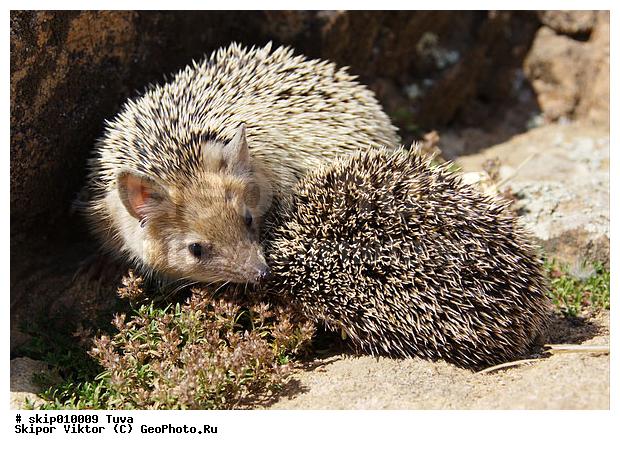 ��, ��, ��������, �������������, ����, ������, ��������, ��������, �������������, �������������, �����, �����, XYZ, ������, Erinaceidae, ������� ��, ������� ��, ��������� ��, ��������� ��, Hemiechinus auritus, Erinaceus auritus