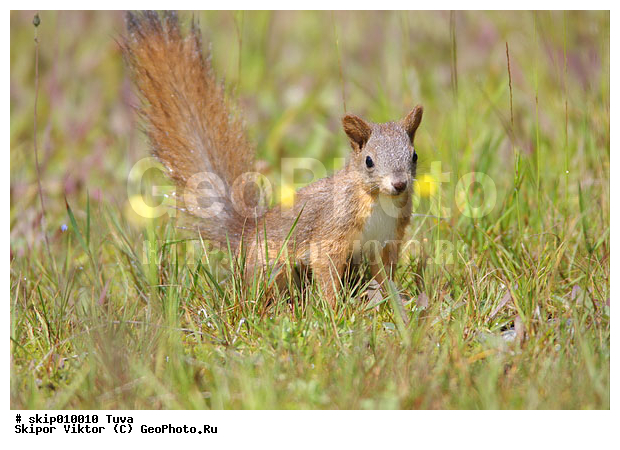 �����, �������, ��������, �������������, ����, ��������, ��������, �������������, �������������, �����, �����, XYZ, �������, Sciuridae, ������������ �����, �����, Sciurus vulgaris