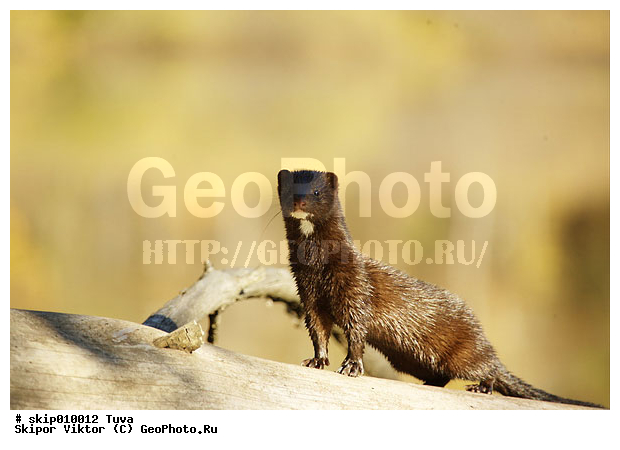 ��������, �������������, �����, ����, �������