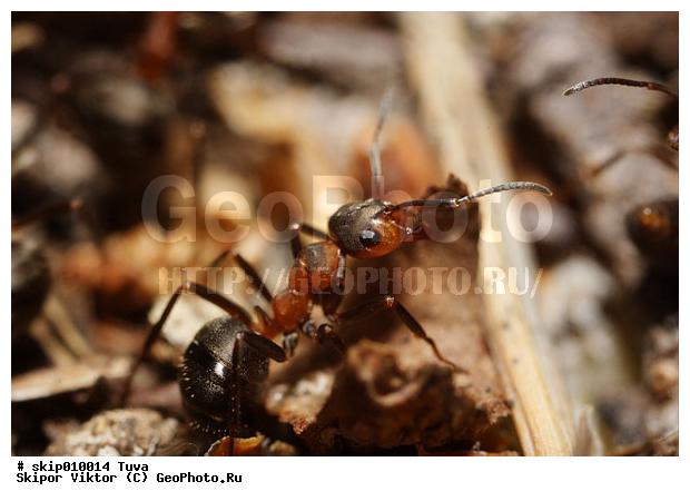 ��������, �������, ���������, ����, ��������������, �������������, ��������������