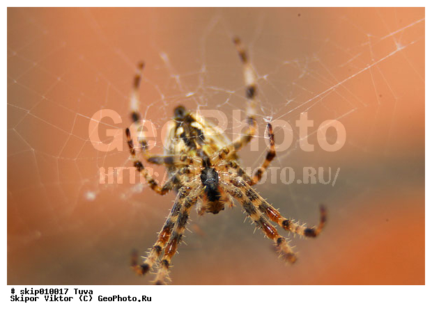 ��������, ����, �������������, �������, ����, �������������