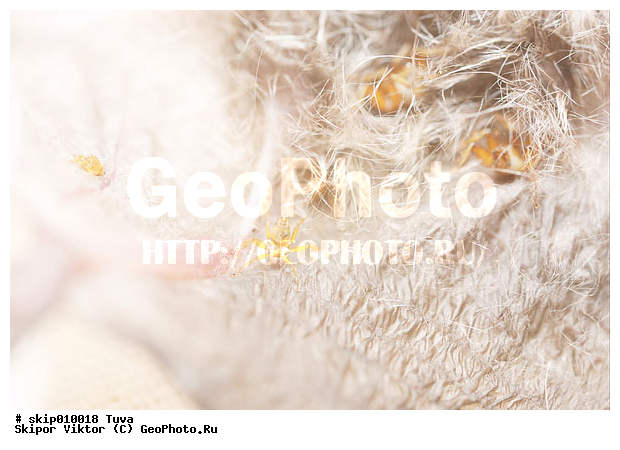 ��������, ���������, ��������, �������� �� ������� ����, ����