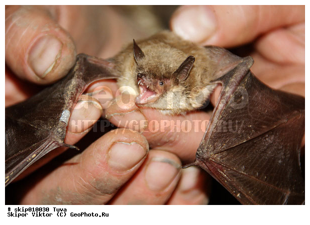 ��������, ������� ����, �������������, ����������, ����