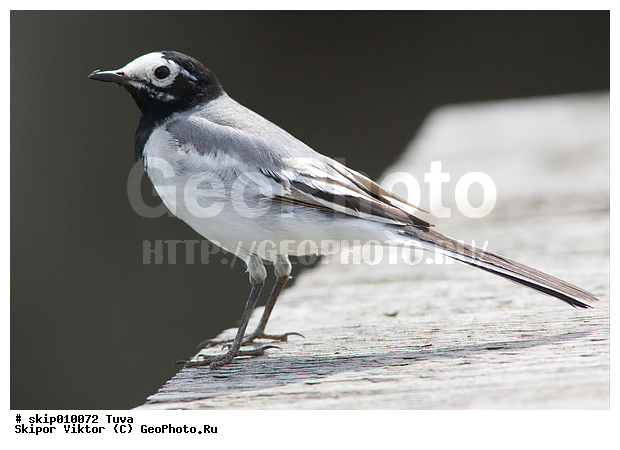 ����� ����������, ��������, ����, �����, �����, XYZ, �������������, Motacillidae, Motacilla alba, ����� ����������, ������������� ����������, Motacilla personata