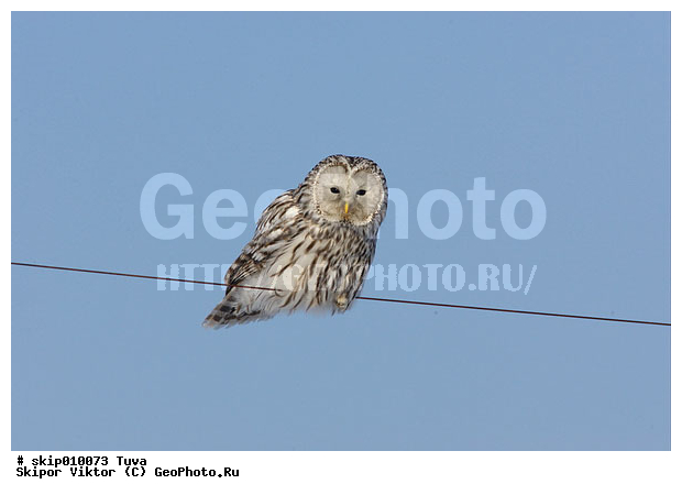 ��������, �������, ����, ��������, ��������, �����, �����, XYZ, ��������, �����������, ������ �����, ������ �����, ������, �������, ��������� ����, Strigidae, ������������� �������, ��������� �������, Strix uralensis