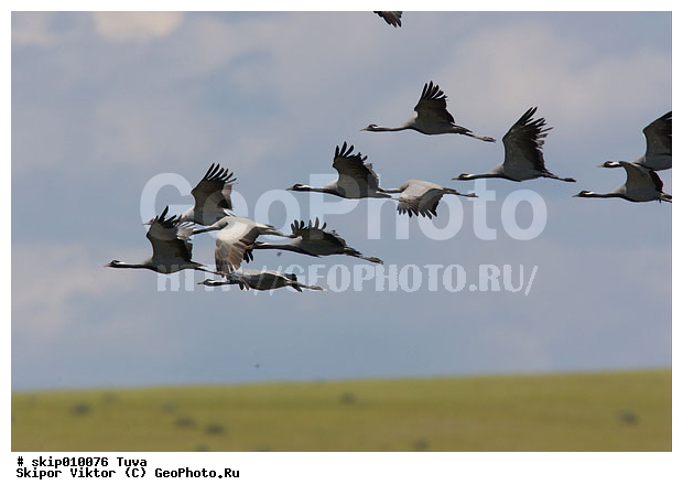 ��������, �������, �������-��������, �����, ����, �����, �����, XYZ, ����������, Gruidae, �������-��������, ��������, Anthropoides virgo