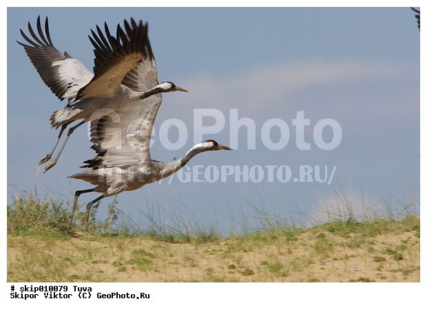 ����, ������, ��������, ��������, �����, �����, ��������, �����������, XYZ, ����������, Gruidae, ����� �������, Grus grus