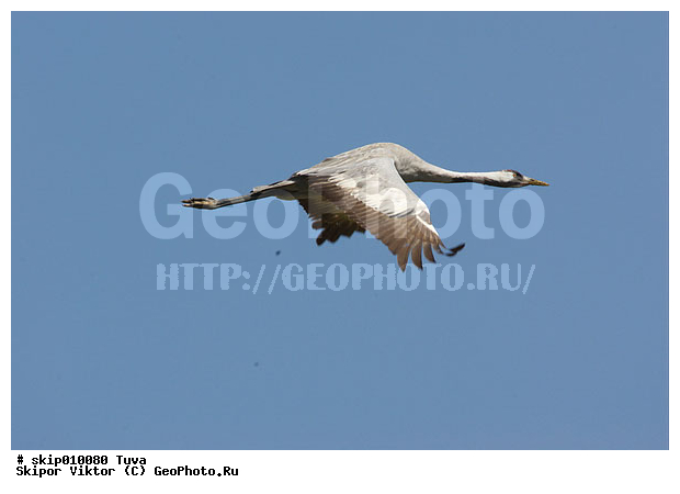 ����, ������, ��������, ��������, �����, �����, ��������, �����������, XYZ, ����������, Gruidae, ����� �������, Grus grus