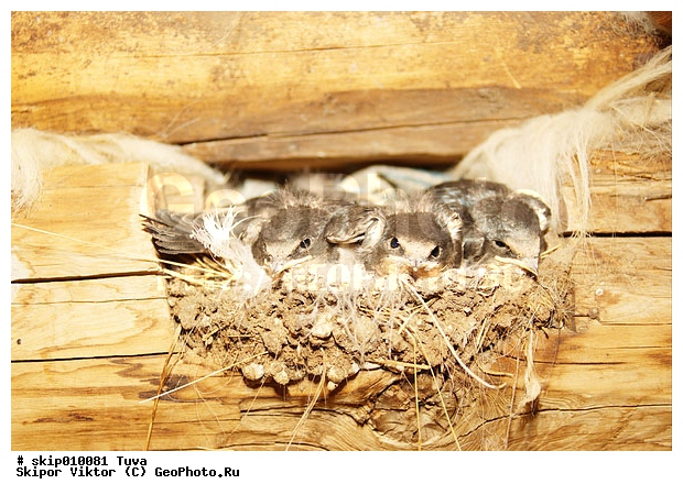 ������, ������ kfcnjxrb, ������ ��������, ��������, ��������, ��������, ����